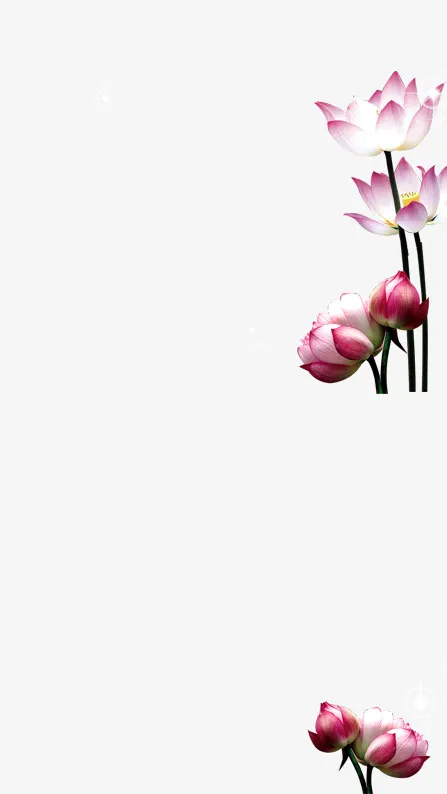 荷花免抠