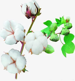 棉花免抠