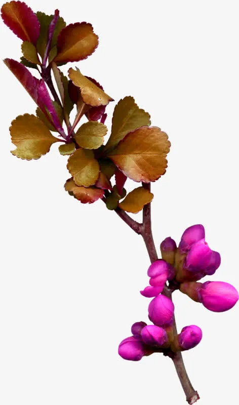 花苞儿免抠