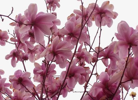 广玉兰的春天免抠