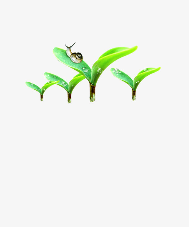 绿叶蜗牛免抠
