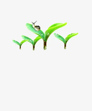 绿叶蜗牛免抠