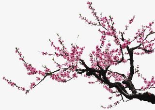 梅花花枝边角免抠