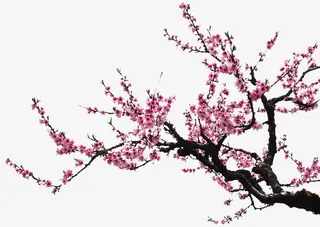 梅花花枝边角免抠