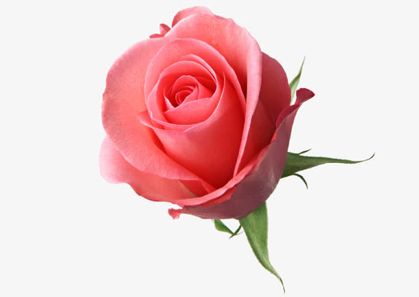 粉红玫瑰花朵花瓣免抠