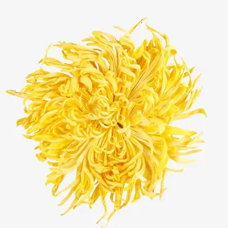 俯拍一朵黄色金丝菊免抠