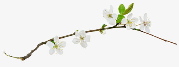 白色梅花花朵树枝免抠