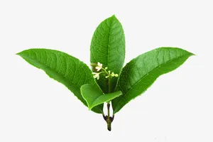 桂花免抠