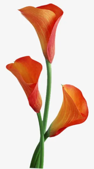 水彩花草素材卡通免抠