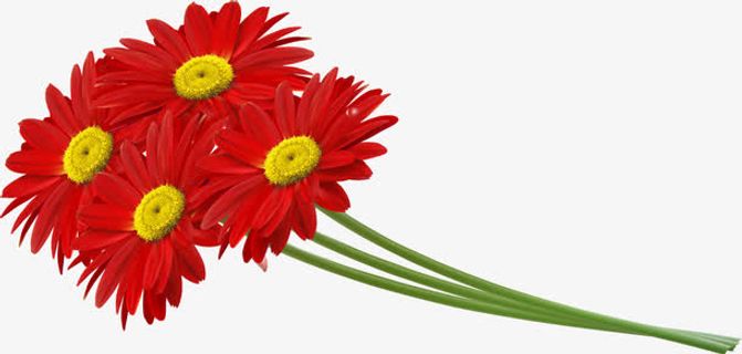 矢量逼真野菊花免抠