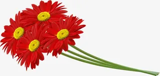矢量逼真野菊花免抠