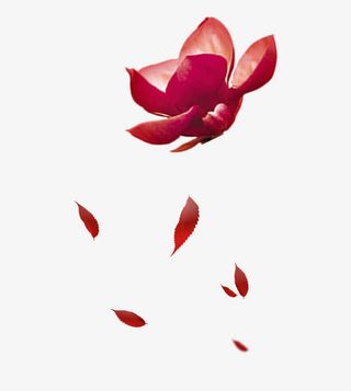 花瓣飘落免抠