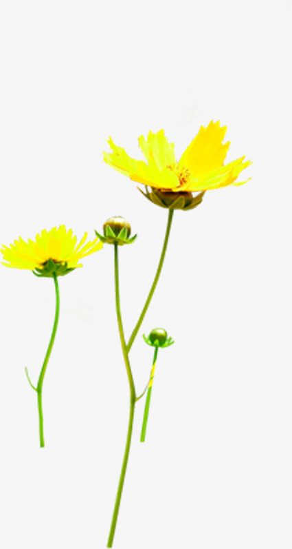 手绘黄色清新春季花朵免抠