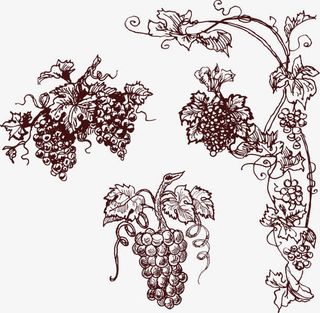 手绘风格葡萄藤.免抠