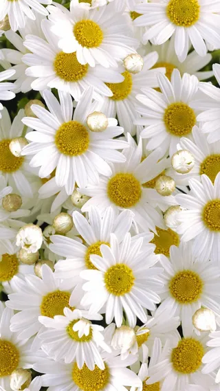 小碎花背景图高清