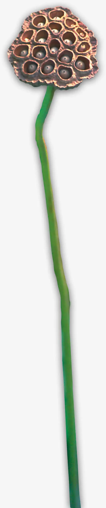 莲子免抠