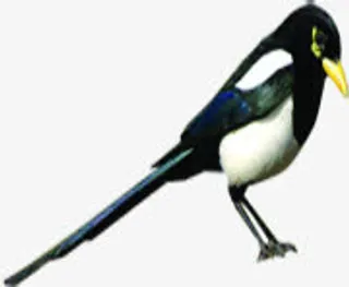 站立的黑色喜鹊七夕情人节免抠