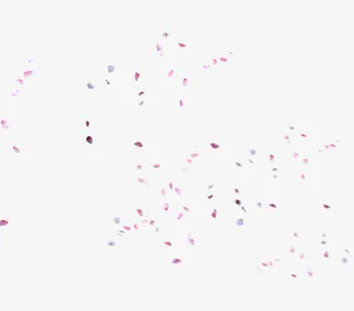 情人节妇女节三八节花瓣免抠