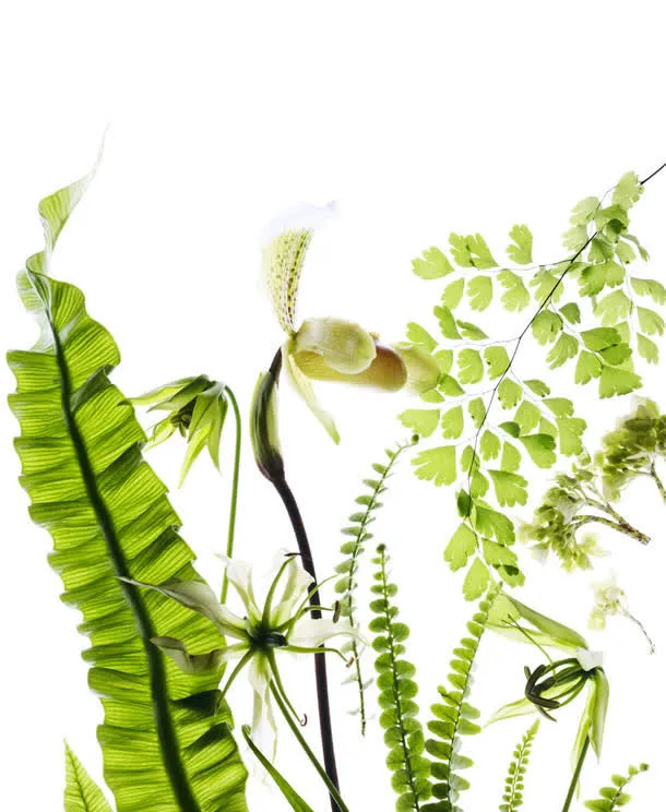 手绘绿叶花朵壁纸免抠