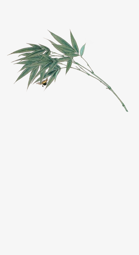 一枝竹叶免抠