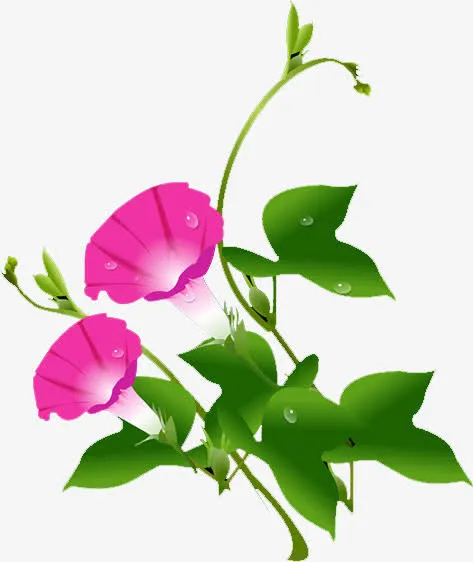 牵牛花免抠
