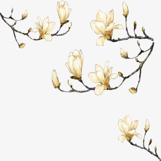 玉兰花免抠装饰植物元素