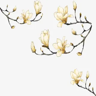 玉兰花免抠装饰植物元素