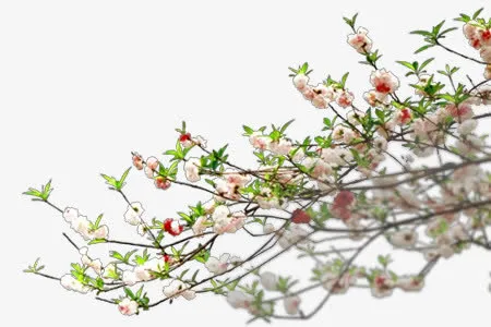 华夏的桃花盛开免抠