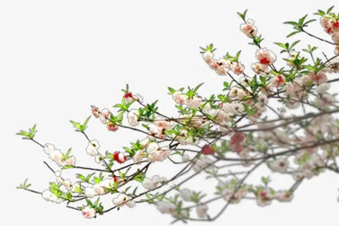 华夏的桃花盛开免抠 华夏的桃花盛开免抠