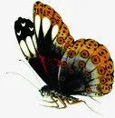 中秋节高清蝴蝶贺卡免抠