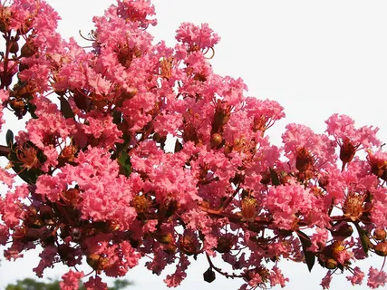 团花锦簇的紫薇花免抠