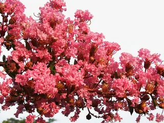 团花锦簇的紫薇花免抠