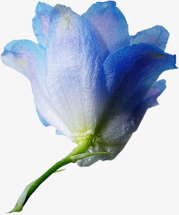 花卉免抠