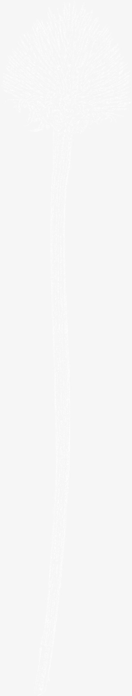 烟花素材免抠