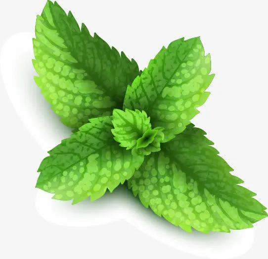 翠绿的薄荷叶免抠