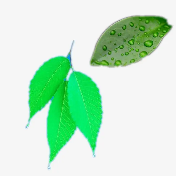 透明的水珠的叶子png免抠