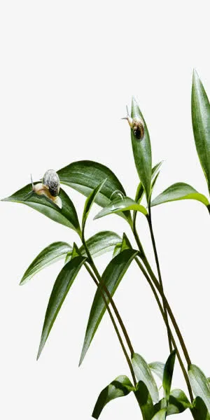 城市绿色文明绿叶上的蜗牛免抠