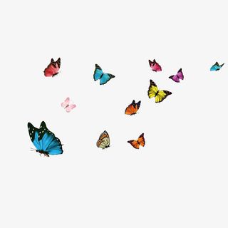 飞舞的蝴蝶免抠