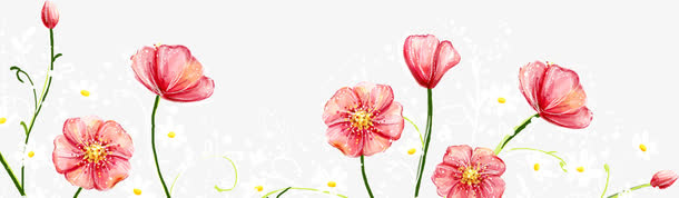 红色开放的花朵免抠