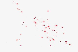 情人节玫瑰花瓣免抠