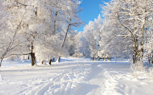高清创意摄影合成雪地大树免抠