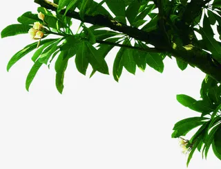 右上角开花树枝树干免抠