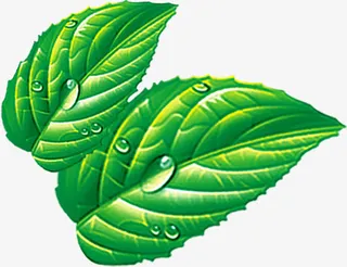 端午节绿色叶子清晰叶子露珠免抠