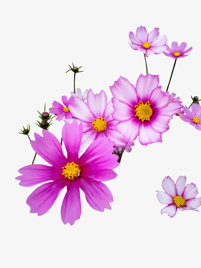春天紫红色的花朵免抠