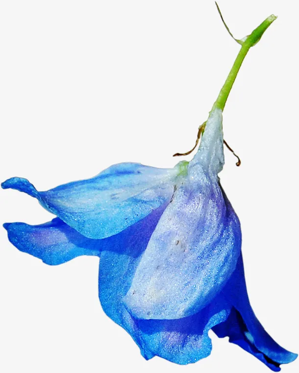 花卉免抠