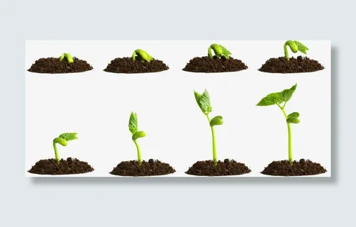 种子发芽过程免抠 种子发芽过程免抠