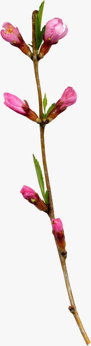 一支桃花免抠