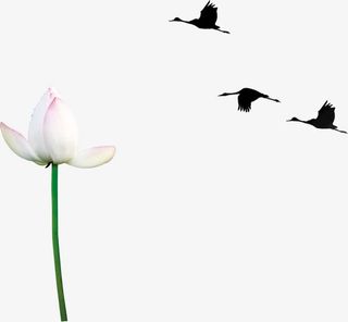 白色莲花和三只仙鹤免抠