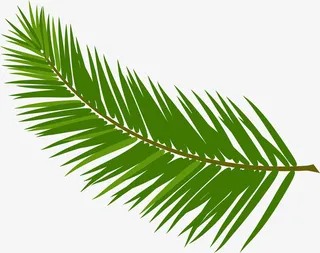 卡通绿色棕榈叶素材图免抠