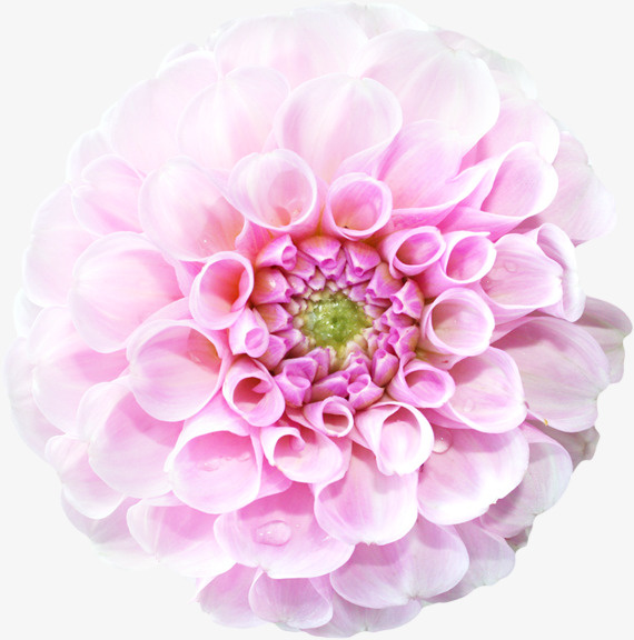 花卉背景素材